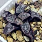 Haworthia Groenwaldii - 15