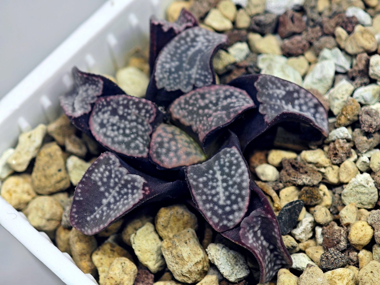Haworthia Groenwaldii - 15