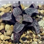 Haworthia Groenwaldii - 16