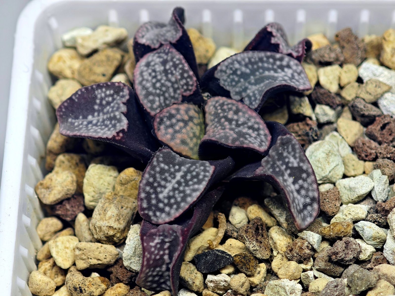 Haworthia Groenwaldii - 16