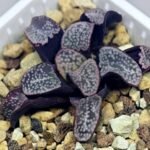 Haworthia Groenwaldii - 17