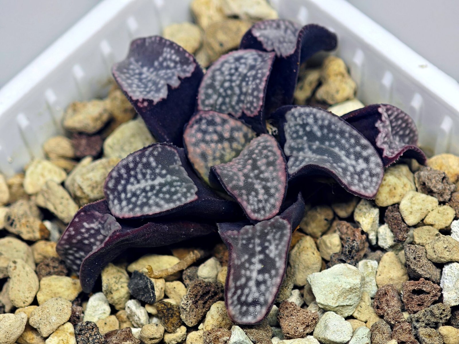 Haworthia Groenwaldii - 17