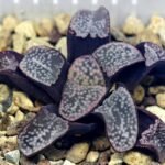 Haworthia Groenwaldii - 18