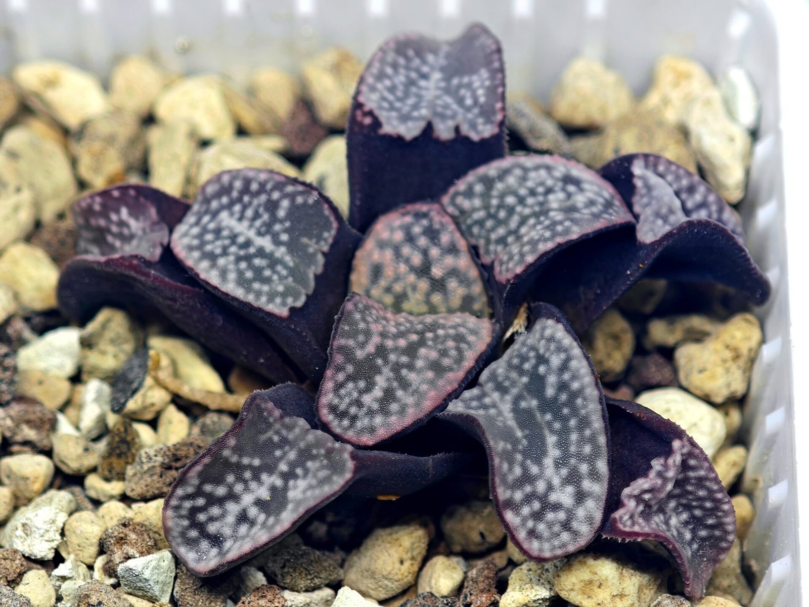 Haworthia Groenwaldii - 18