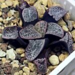 Haworthia Groenwaldii - 19