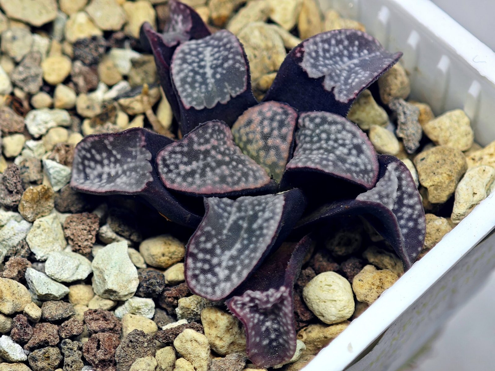 Haworthia Groenwaldii - 19