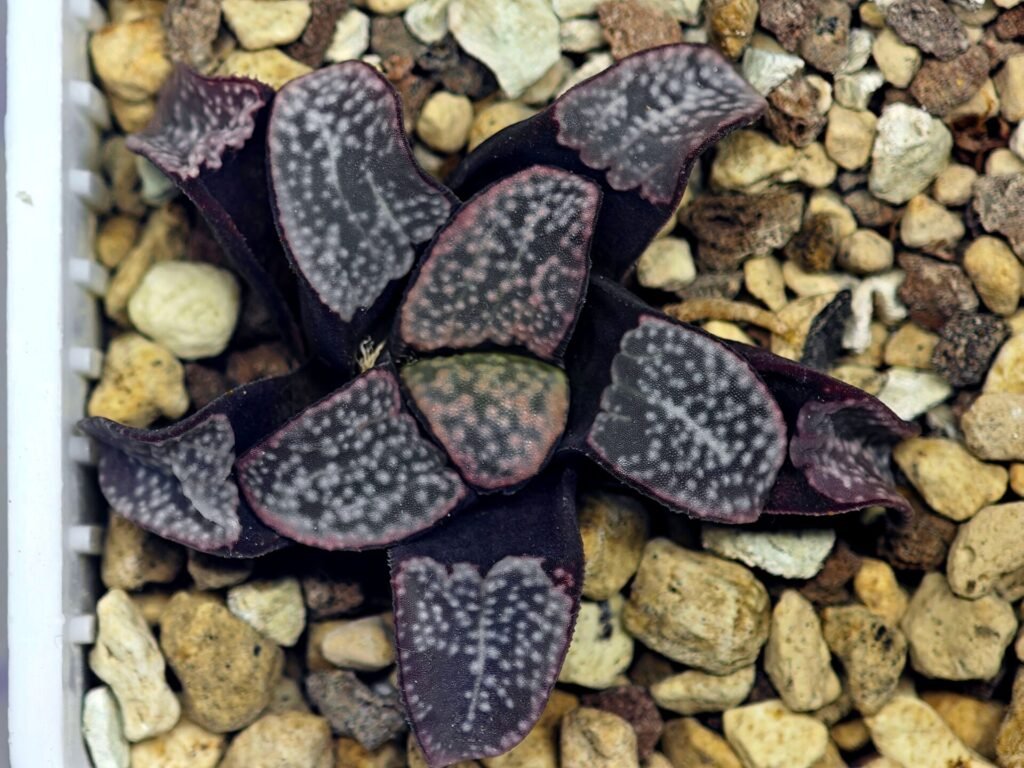 Haworthia Groenwaldii - 20