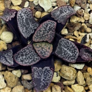 Haworthia Groenwaldii - 20