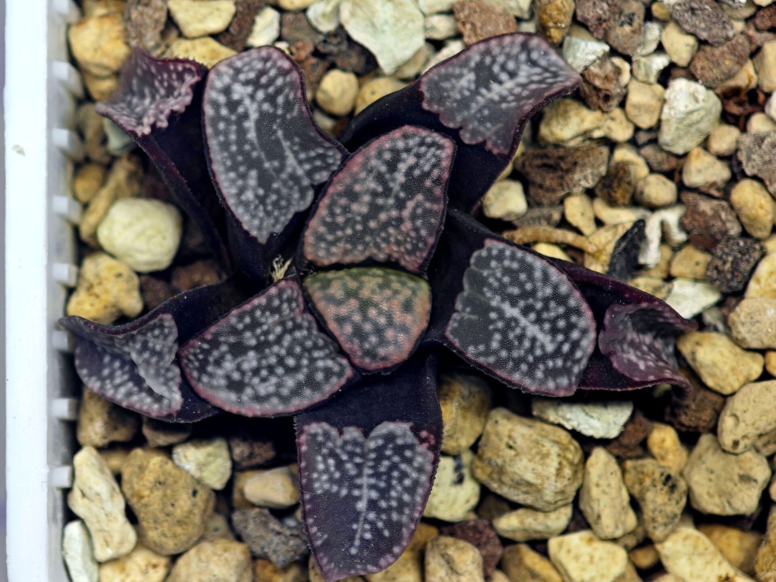 Haworthia Groenwaldii - 20