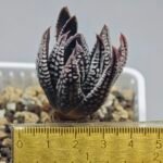 Haworthia Pumila cv. Emperor (皇帝) 2 - 12