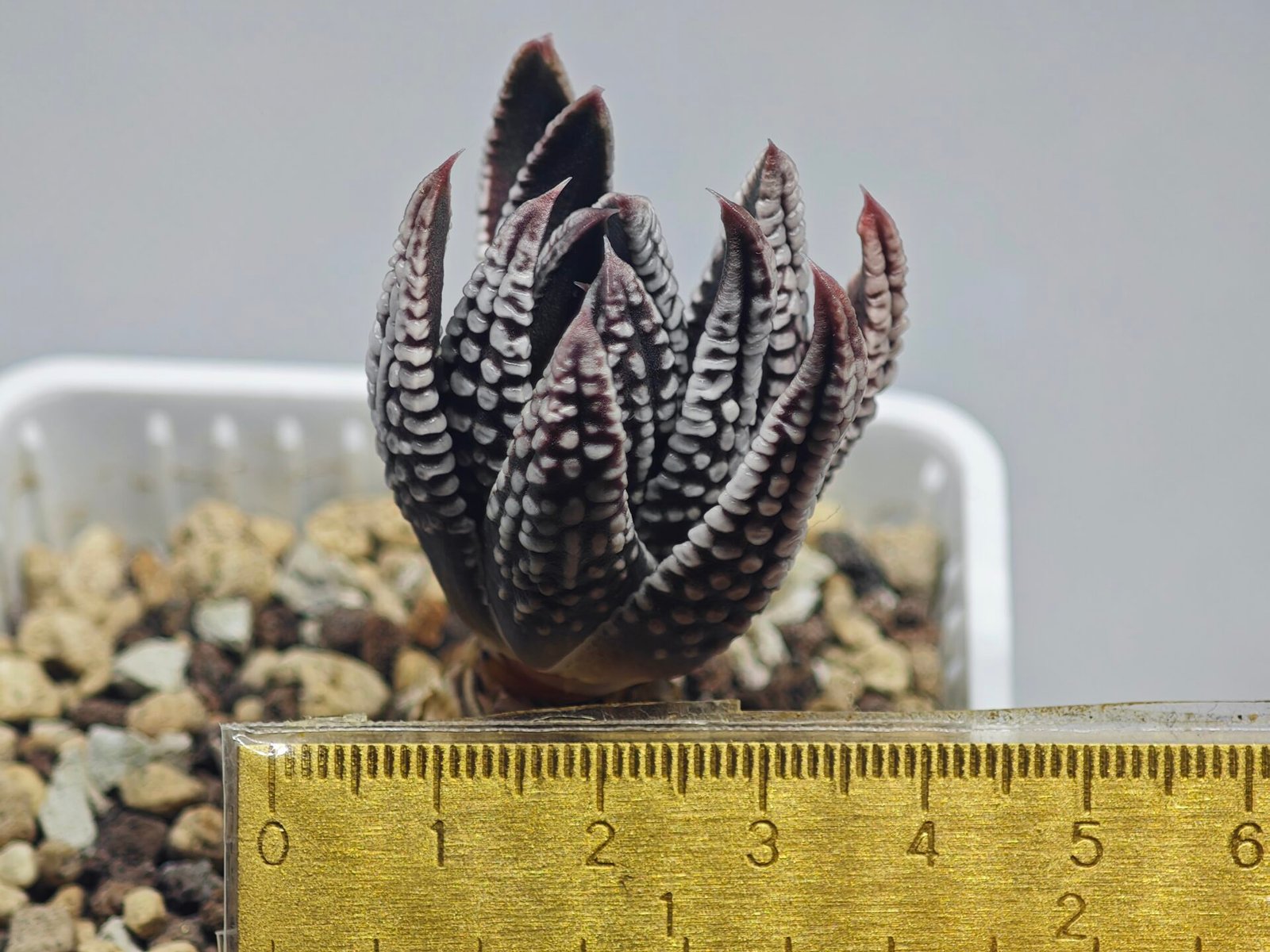 Haworthia Pumila cv. Emperor (皇帝) 2 - 12