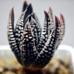 Haworthia Pumila cv. Emperor (皇帝) 2 - 13