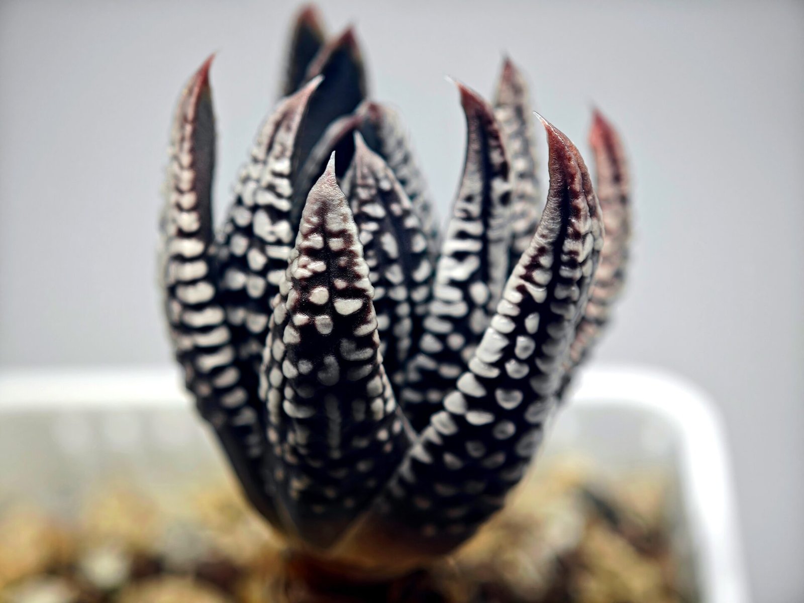 Haworthia Pumila cv. Emperor (皇帝) 2 - 13