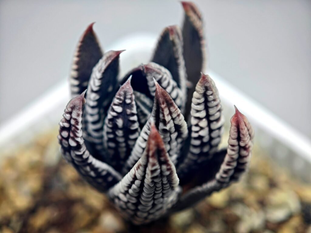 Haworthia Pumila cv. Emperor (皇帝) 2 - 14