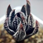 Haworthia Pumila cv. Emperor (皇帝) 2 - 14