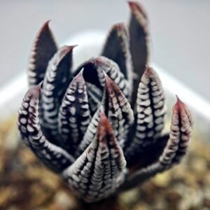 Haworthia Pumila cv. Emperor (皇帝) 2 - 14