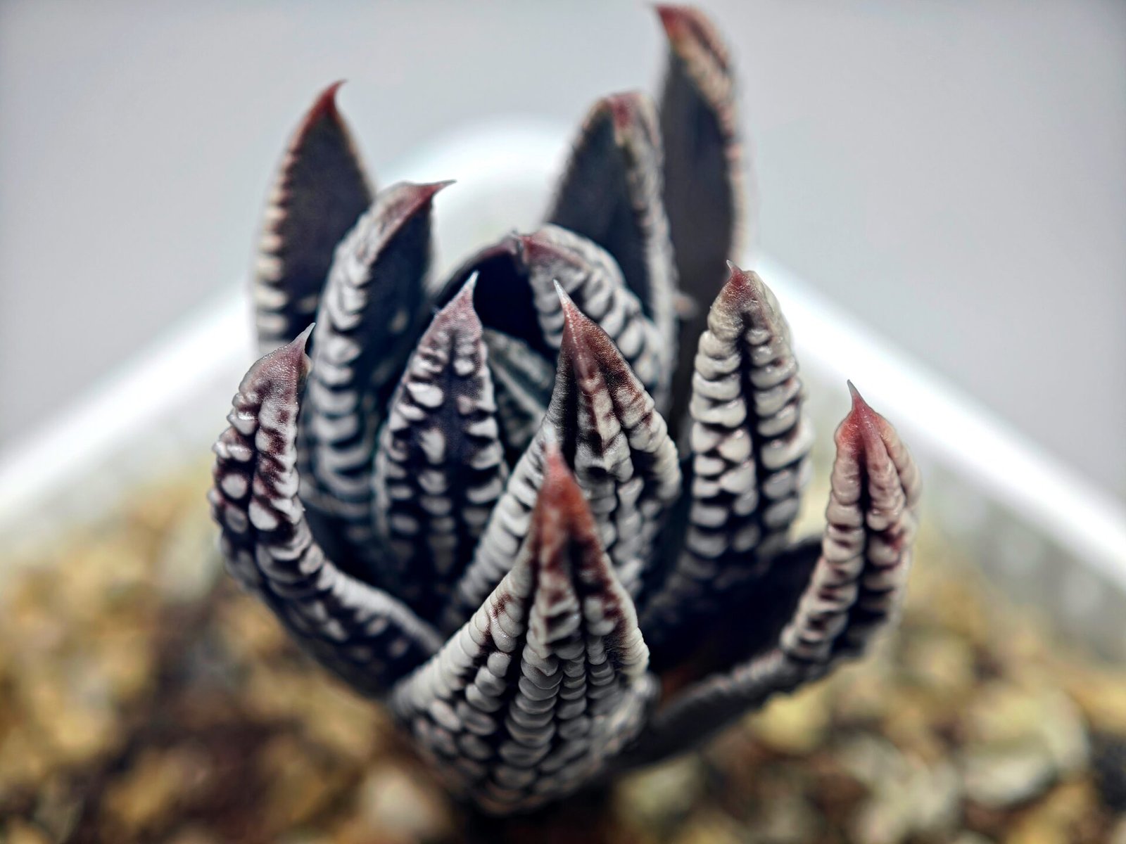 Haworthia Pumila cv. Emperor (皇帝) 2 - 14
