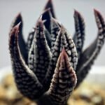 Haworthia Pumila cv. Emperor (皇帝) 2 - 15