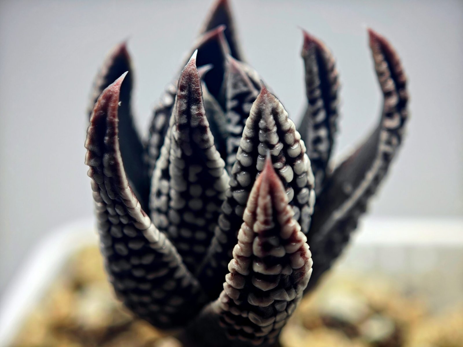 Haworthia Pumila cv. Emperor (皇帝) 2 - 15