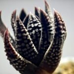 Haworthia Pumila cv. Emperor (皇帝) 2 - 16