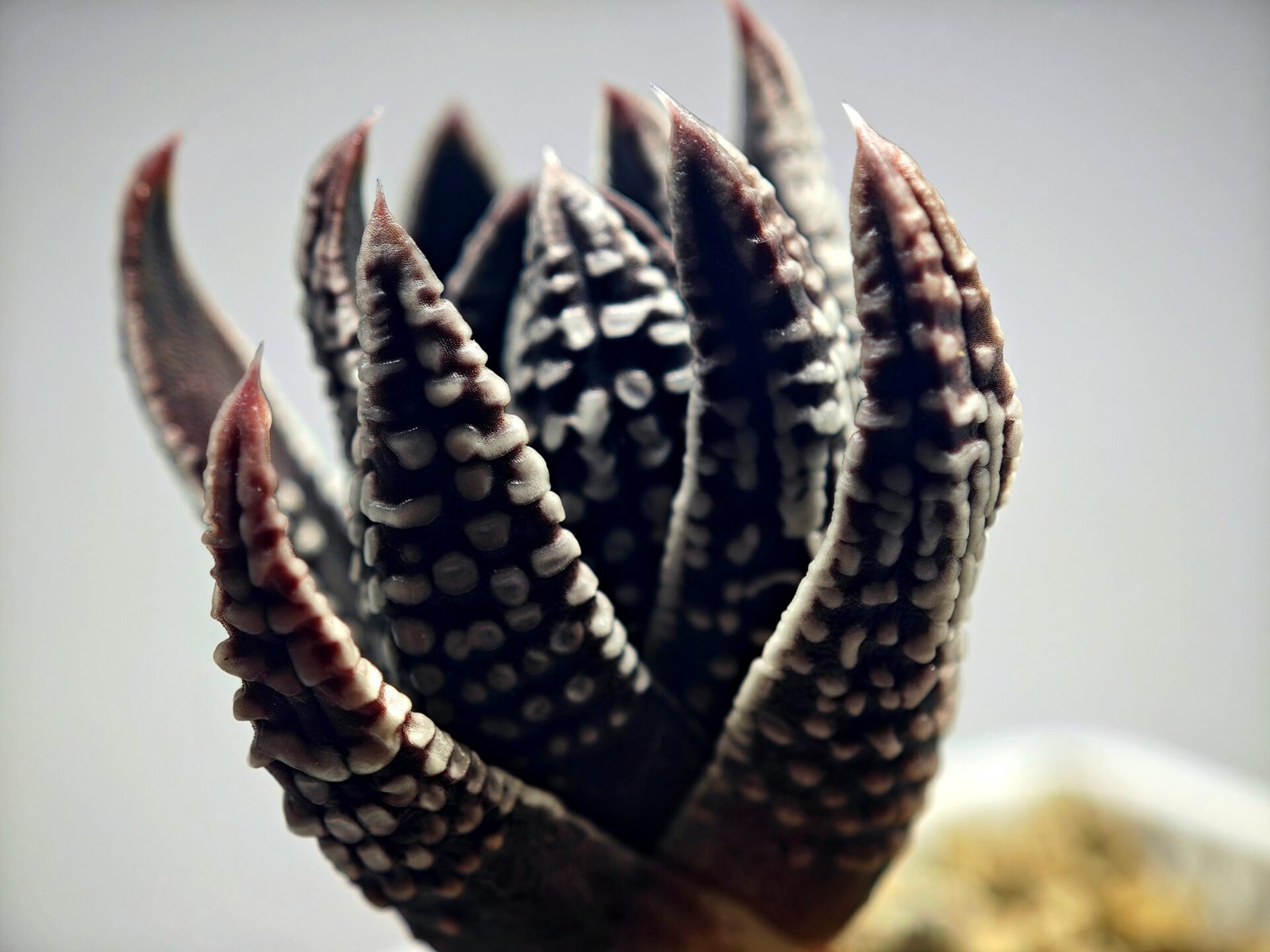 Haworthia Pumila cv. Emperor (皇帝) 2 - 16