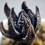 Haworthia Pumila cv. Emperor (皇帝) 2 - 17