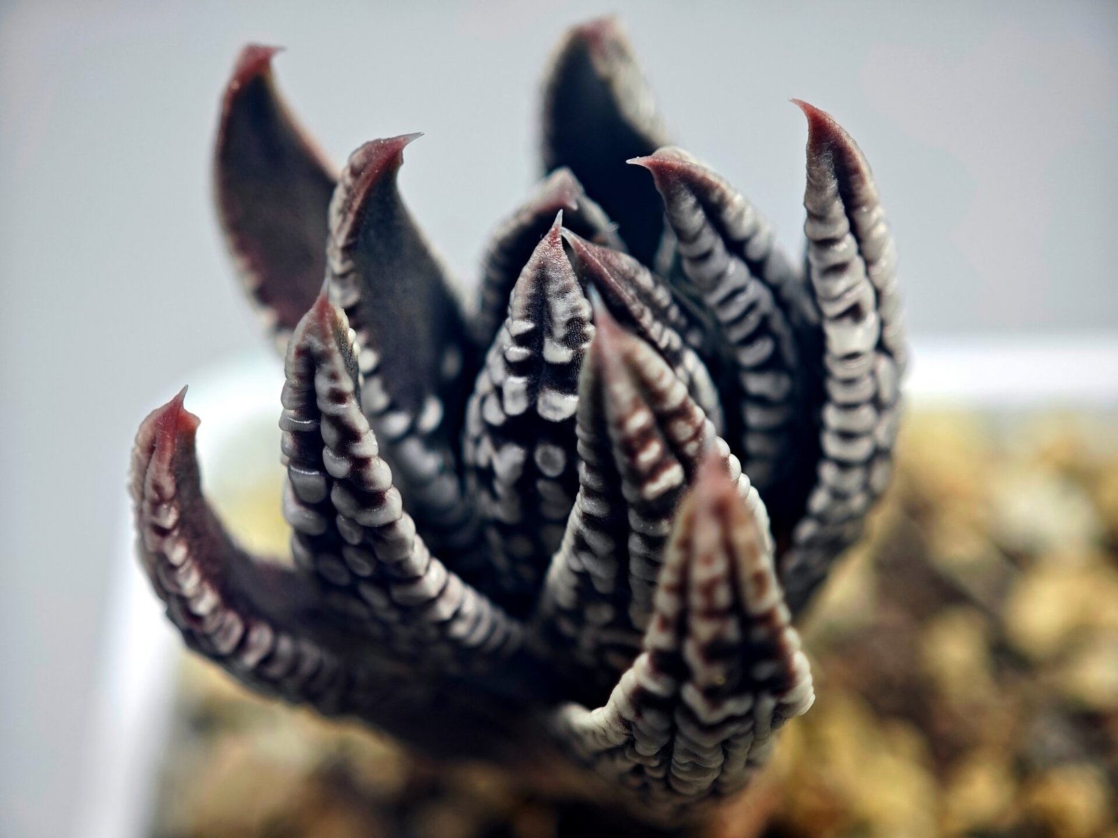 Haworthia Pumila cv. Emperor (皇帝) 2 - 17