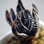 Haworthia Pumila cv. Emperor (皇帝) 2 - 18