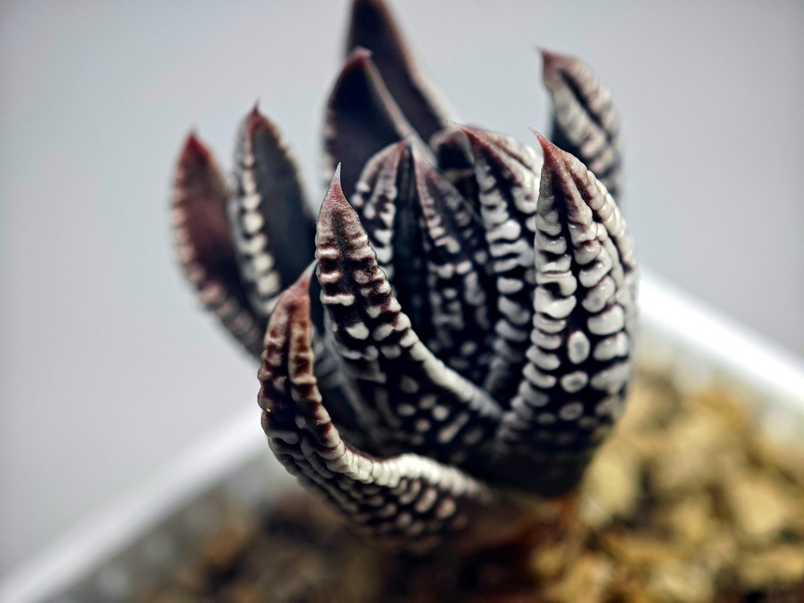 Haworthia Pumila cv. Emperor (皇帝) 2 - 18