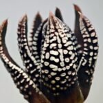Haworthia Pumila cv. Emperor (皇帝) 2 - 19