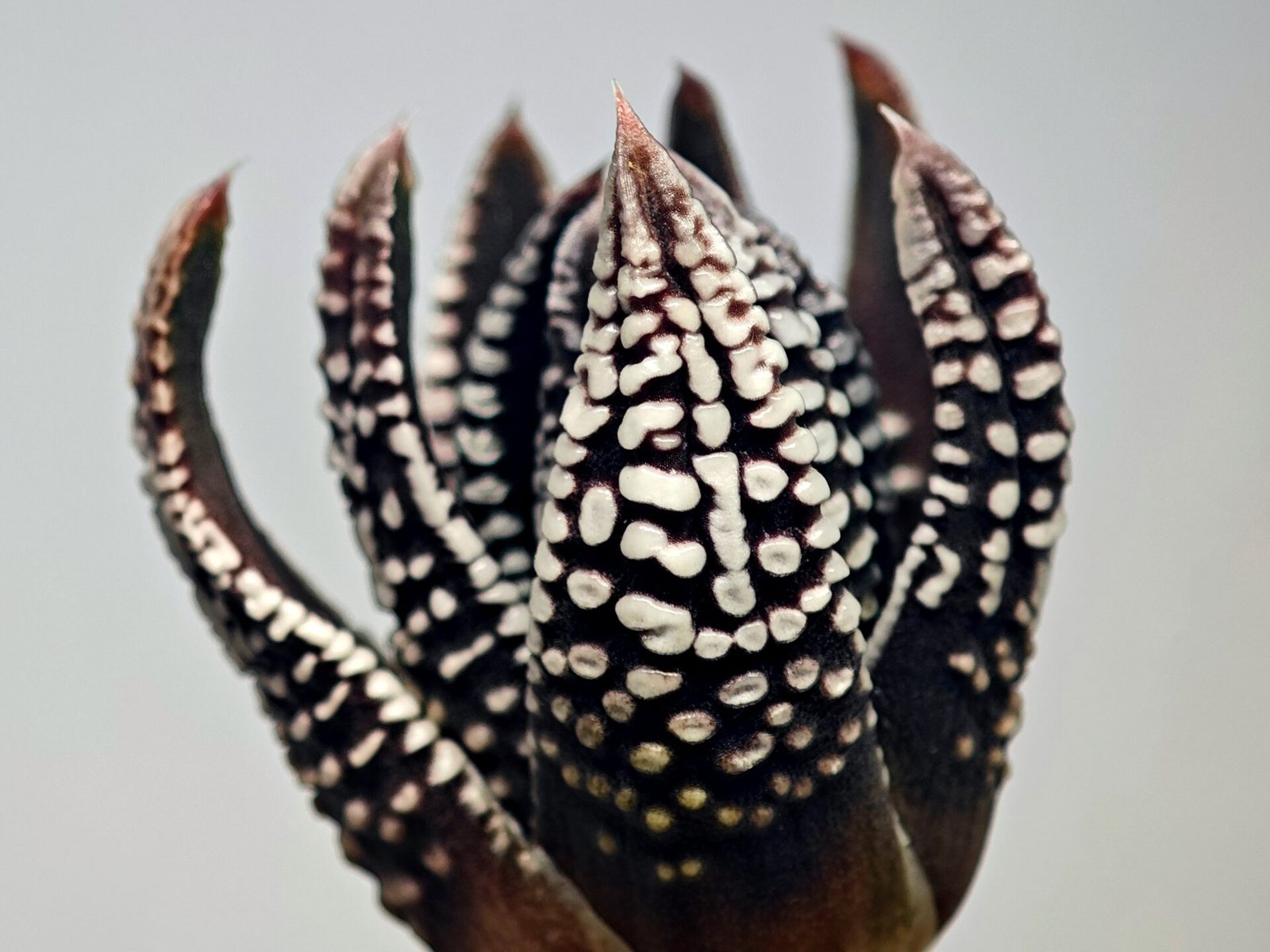 Haworthia Pumila cv. Emperor (皇帝) 2 - 19