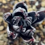 Haworthia Pumila cv. Emperor (皇帝) 2 - 20