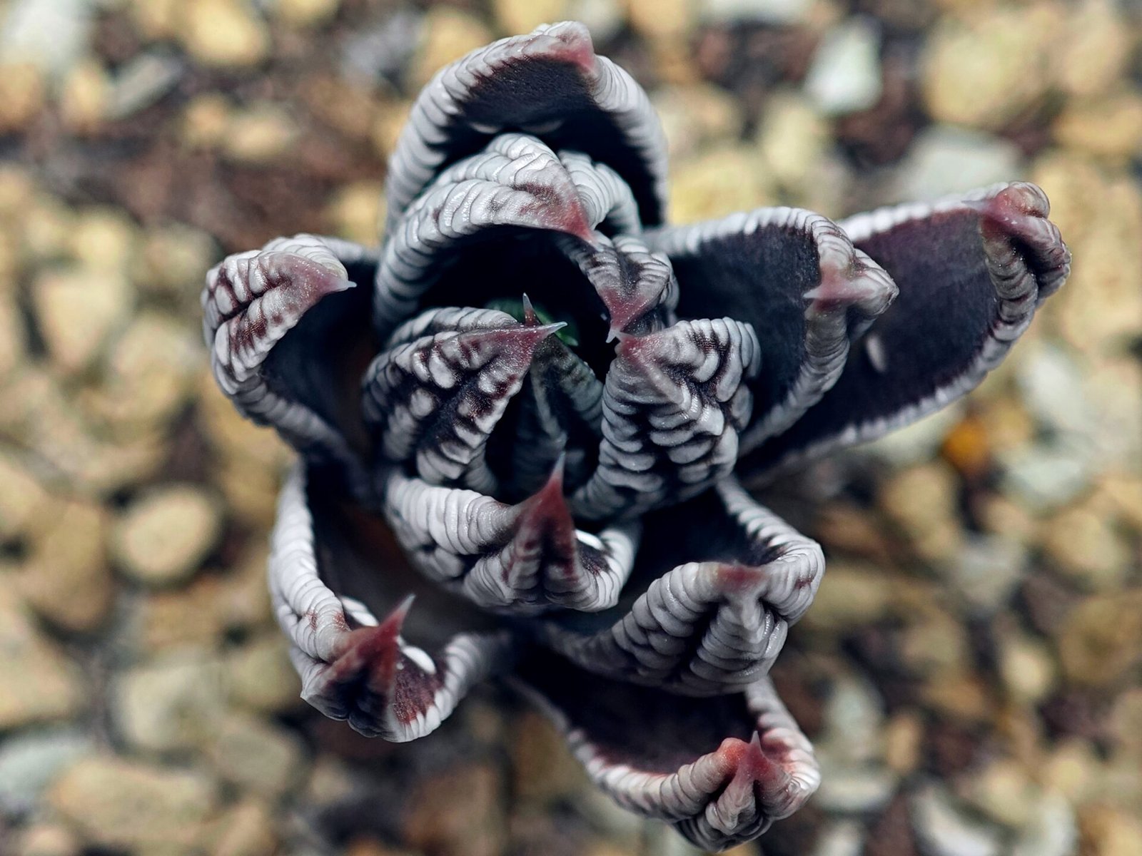 Haworthia Pumila cv. Emperor (皇帝) 2 - 20