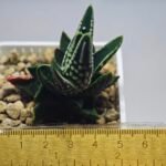 Haworthia pumila cv. ‘Tears of Angels’ (Tenshi no Namida) - 7