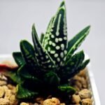 Haworthia pumila cv. ‘Tears of Angels’ (Tenshi no Namida) - 8
