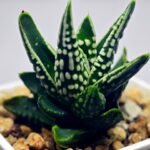 Haworthia pumila cv. ‘Tears of Angels’ (Tenshi no Namida) - 9