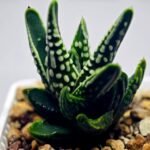 Haworthia pumila cv. ‘Tears of Angels’ (Tenshi no Namida) - 10