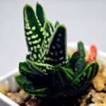 Haworthia pumila cv. ‘Tears of Angels’ (Tenshi no Namida) - 11