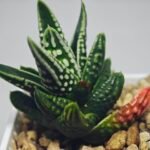 Haworthia pumila cv. ‘Tears of Angels’ (Tenshi no Namida) - 12