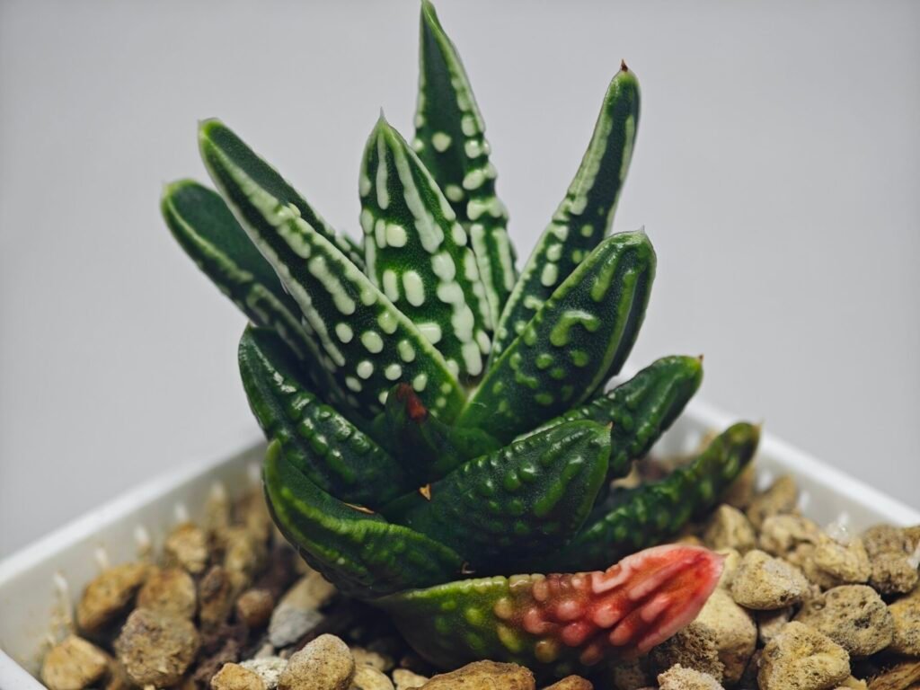 Haworthia pumila cv. ‘Tears of Angels’ (Tenshi no Namida) - 13