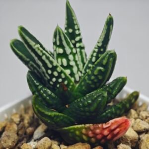 Haworthia pumila cv. ‘Tears of Angels’ (Tenshi no Namida) - 13