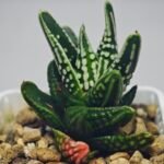 Haworthia pumila cv. ‘Tears of Angels’ (Tenshi no Namida) - 14