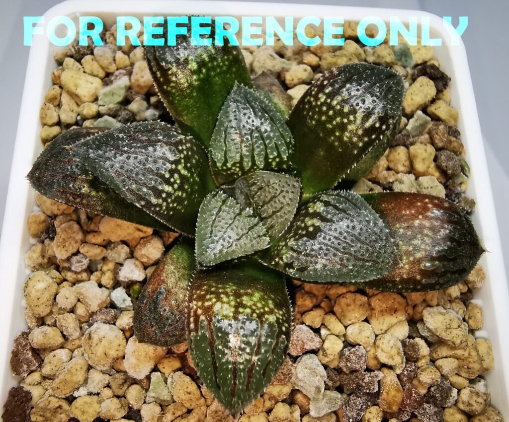 Haworthia pygmaea ‘AKABOUSHI PS-1’. [적모자(赤帽子)] - 1