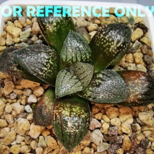 Haworthia pygmaea ‘AKABOUSHI PS-1’. [적모자(赤帽子)] - 1
