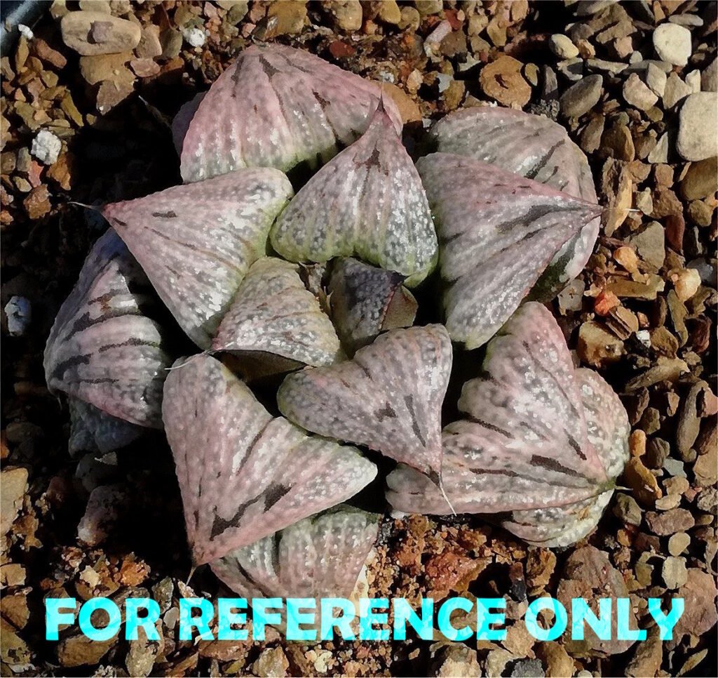 Haworthia ‘Astral’ complex splendens ‘Toffee’ hybrid Gerhard Marx - 1