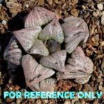 Haworthia ‘Astral’ complex splendens ‘Toffee’ hybrid Gerhard Marx - 1