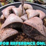 Haworthia Splendens Bob’s Red [밥스레드] Variegated 1 - 3