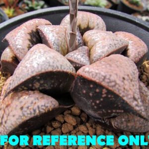 Haworthia Splendens Bob’s Red [밥스레드] Variegated 1 - 3