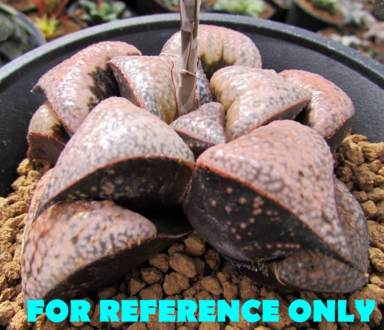 Haworthia Splendens Bob’s Red [밥스레드] Variegated 1 - 3
