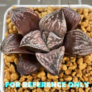 Haworthia Dōjakudai (Cobbledon) Variegated [铜雀台] - 11